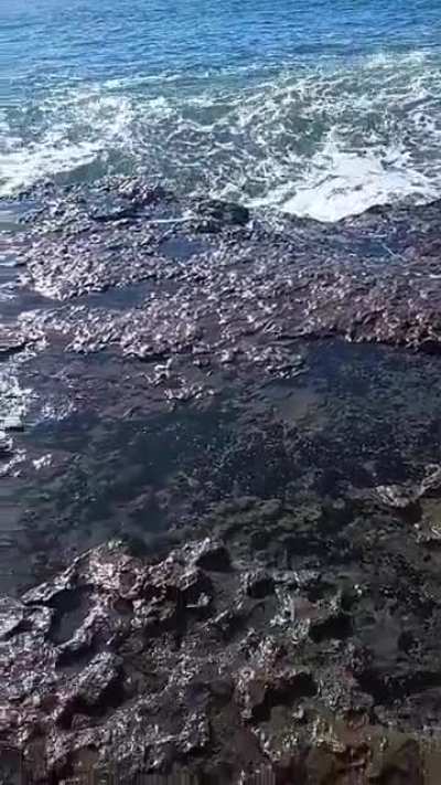 tried to see the anemone