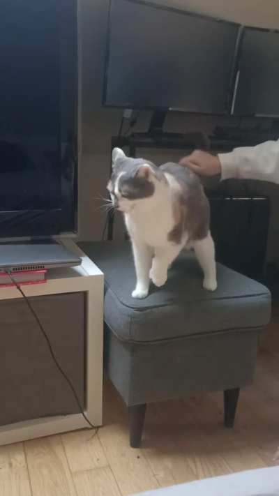 My cat discovered bongo recently and now she's addict