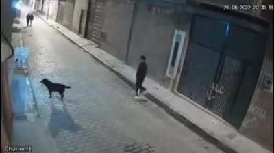 to kick a dog