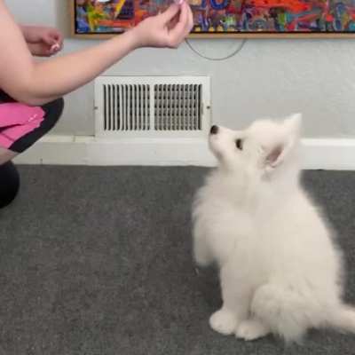 Boo being a good girl (until she notices that I&rsquo;m filming her😂)