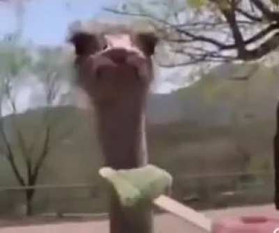 "Nonononono WTF IS THIS"