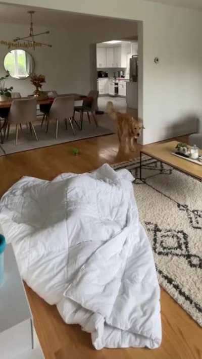 Hide ‘n Seek