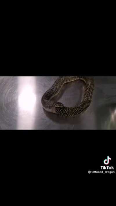 How to stop a snake from eating itself