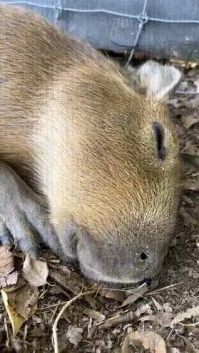What is he dreaming about?