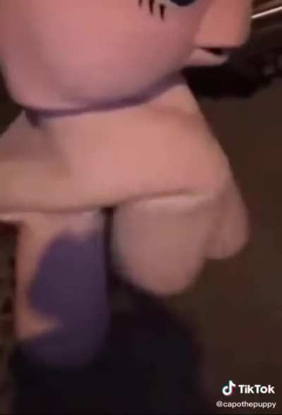 Paso Fino 😈