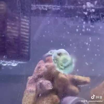 lumpsucker fish attempting to eat