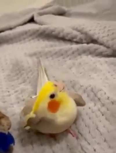Beatboxer bird