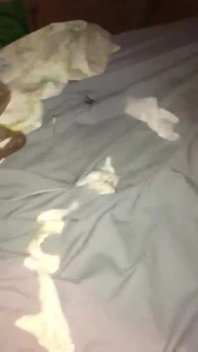 HMC while I stop a spider