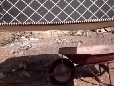 macacada