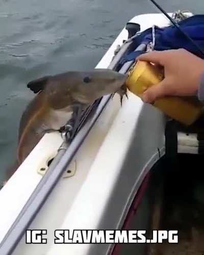 ⚠️ NORMAL FISH! 😂😂😂