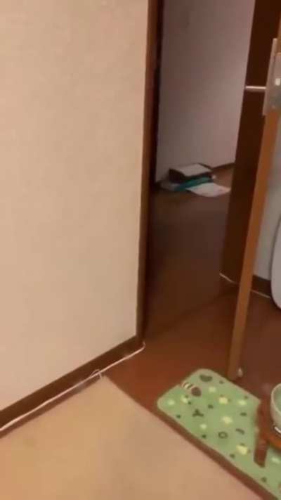 peekaboo