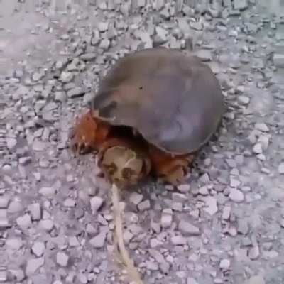 That is what you get for bothering an animal