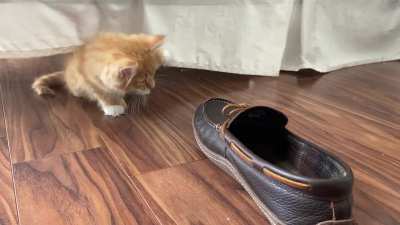 That slipper had it coming.