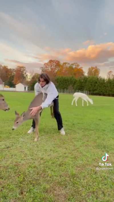 Deer