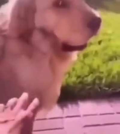 moldog
