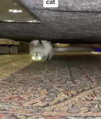cat