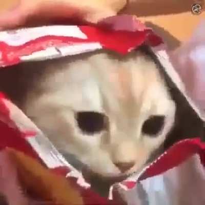 Chips wunk