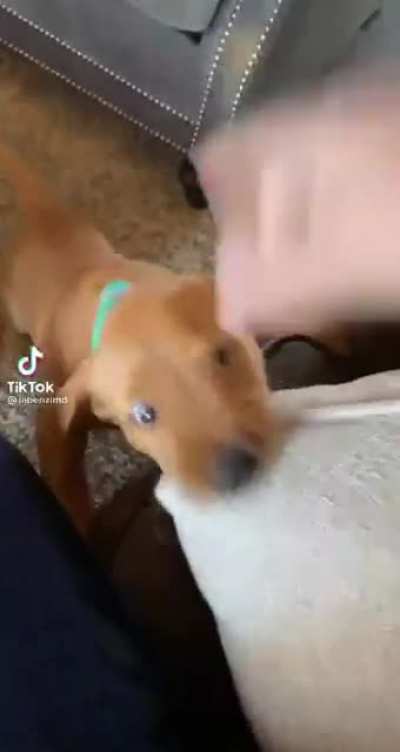 A better cut of puppy do what puppy want