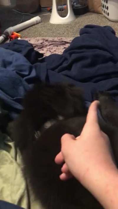 Puppy go monch