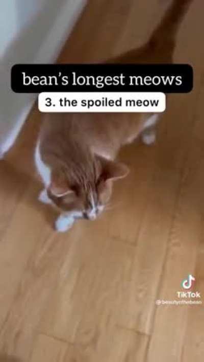 bean&rsquo;s longest meows