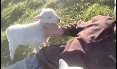 Lamb Doesnt Want Petting to Stop.