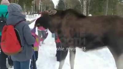 Группа челябинских туристов пришла гулять в национальный парк и встретила лося. Люди начали тискать, фотографировать и кормить сохатого. Он принимал еду с благодарностью, но в какой-то момент дважды ударил передними лапами в грудь маленькую девочку.