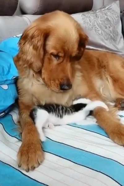 Touch Tha Dog
