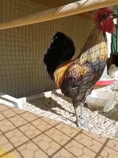 Rooster X in BootLoop