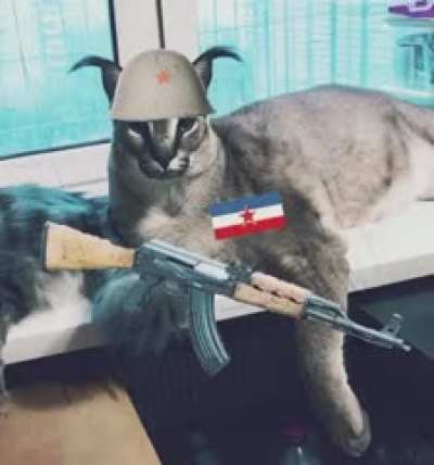 Yugoslavian floppa