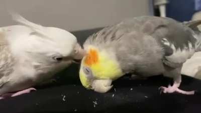 PreenyBirb