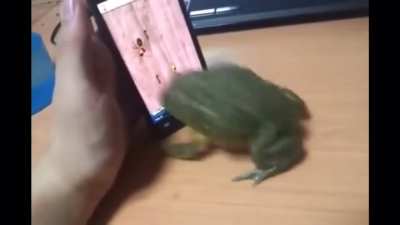 Angered frog