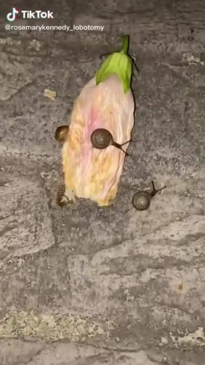 flower snails
