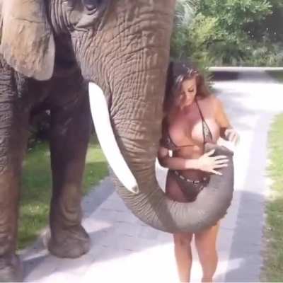 HMC while I get groped by an elephant