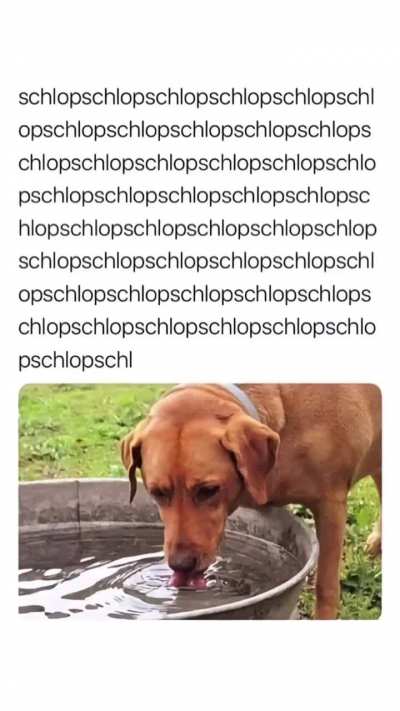 Dog 👍🏻