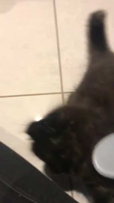 baby pumpkin whenever i brush her