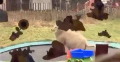 Sheep discovers a trampoline and it&rsquo;s the sweetest, purest thing ever.