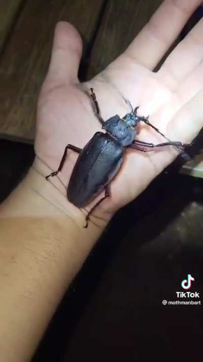 bug