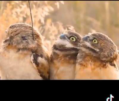 &ldquo;Wow. Look at the stick on that bird &ldquo;