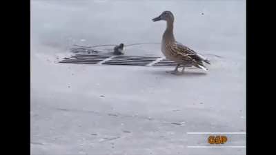 Poor Ducklings