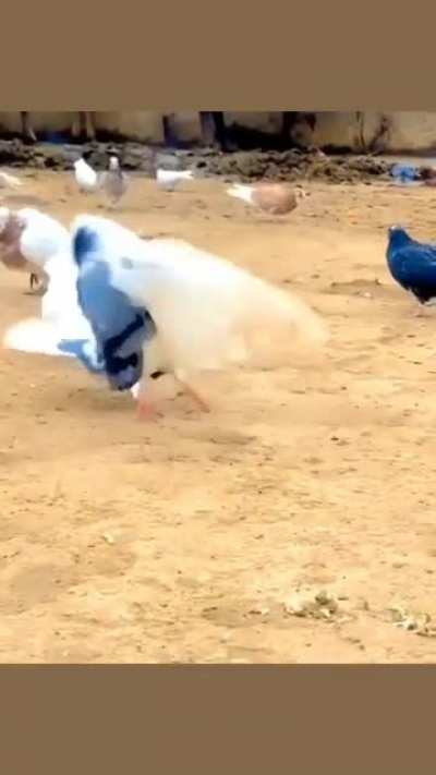 Backflipping Birb