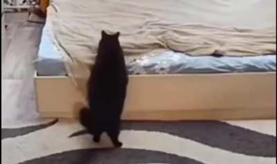 to make the bed after her kitten messed it up