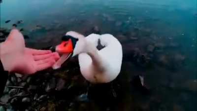 Big seagull bites