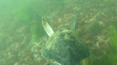Exploring Turtle Town of La Jolla, San Diego. GoPro 7 Black and edited with Quik