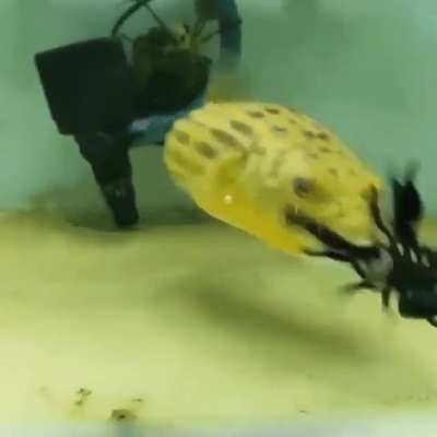 Hungry puffer fish