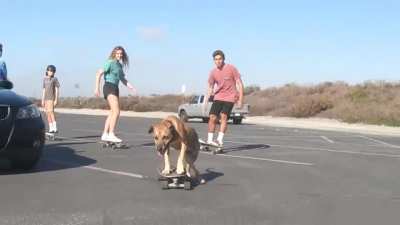 Skateboarding Dog and Company