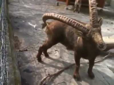 Itchy butt itchy butt