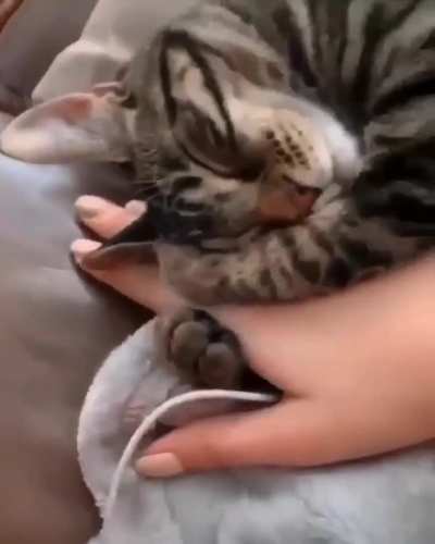 Meow_irl