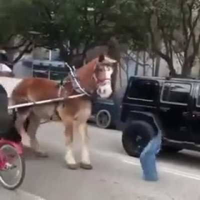 Jerks scare a horse