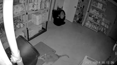 Help needed-Floor Pooper