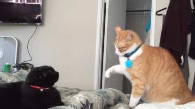 Engarde cat